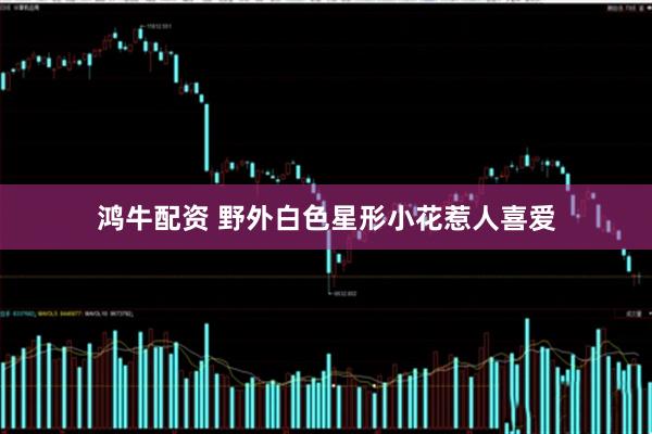 鸿牛配资 野外白色星形小花惹人喜爱